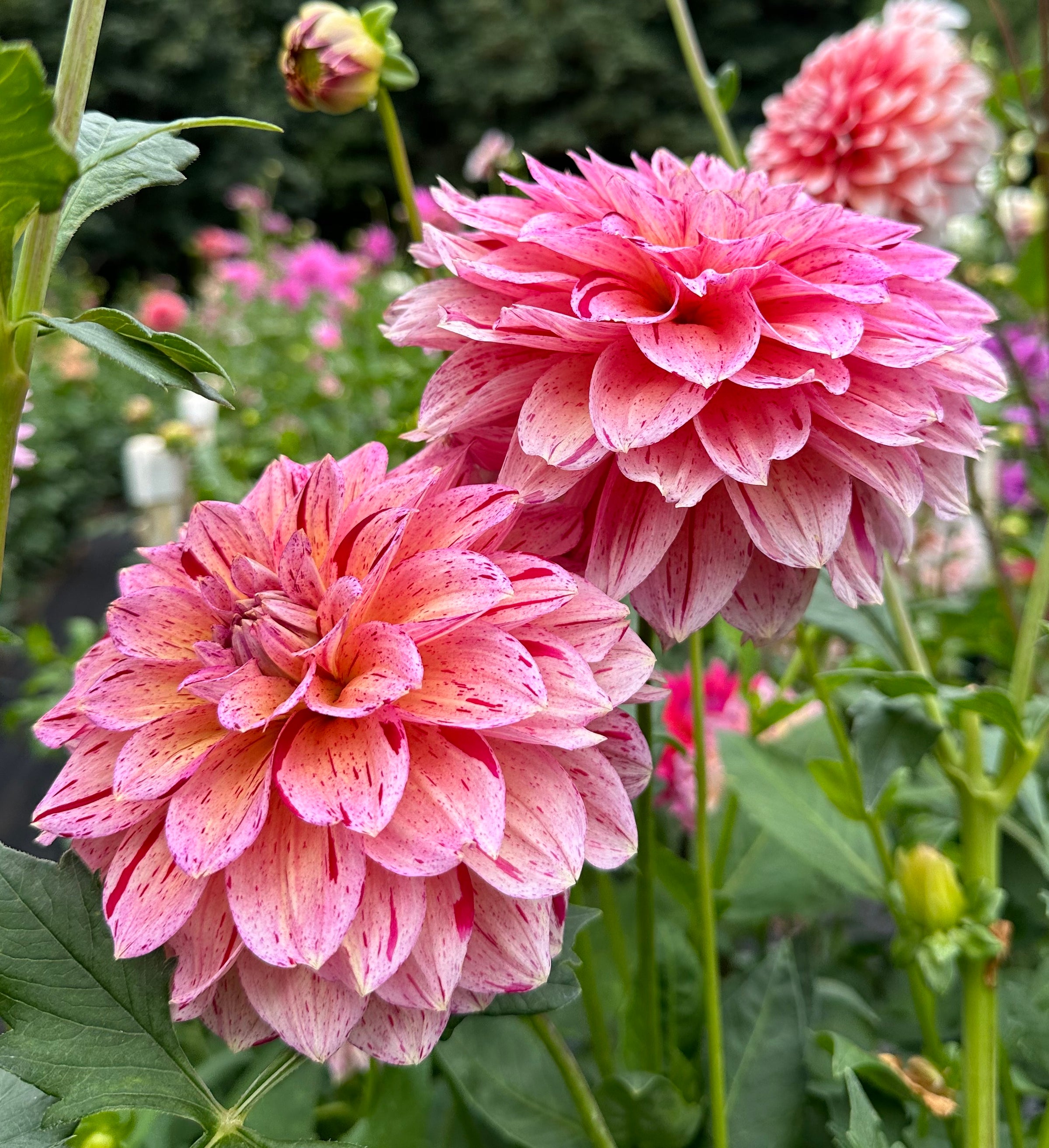 Carmen Fiesta | Honey Bee Dahlias