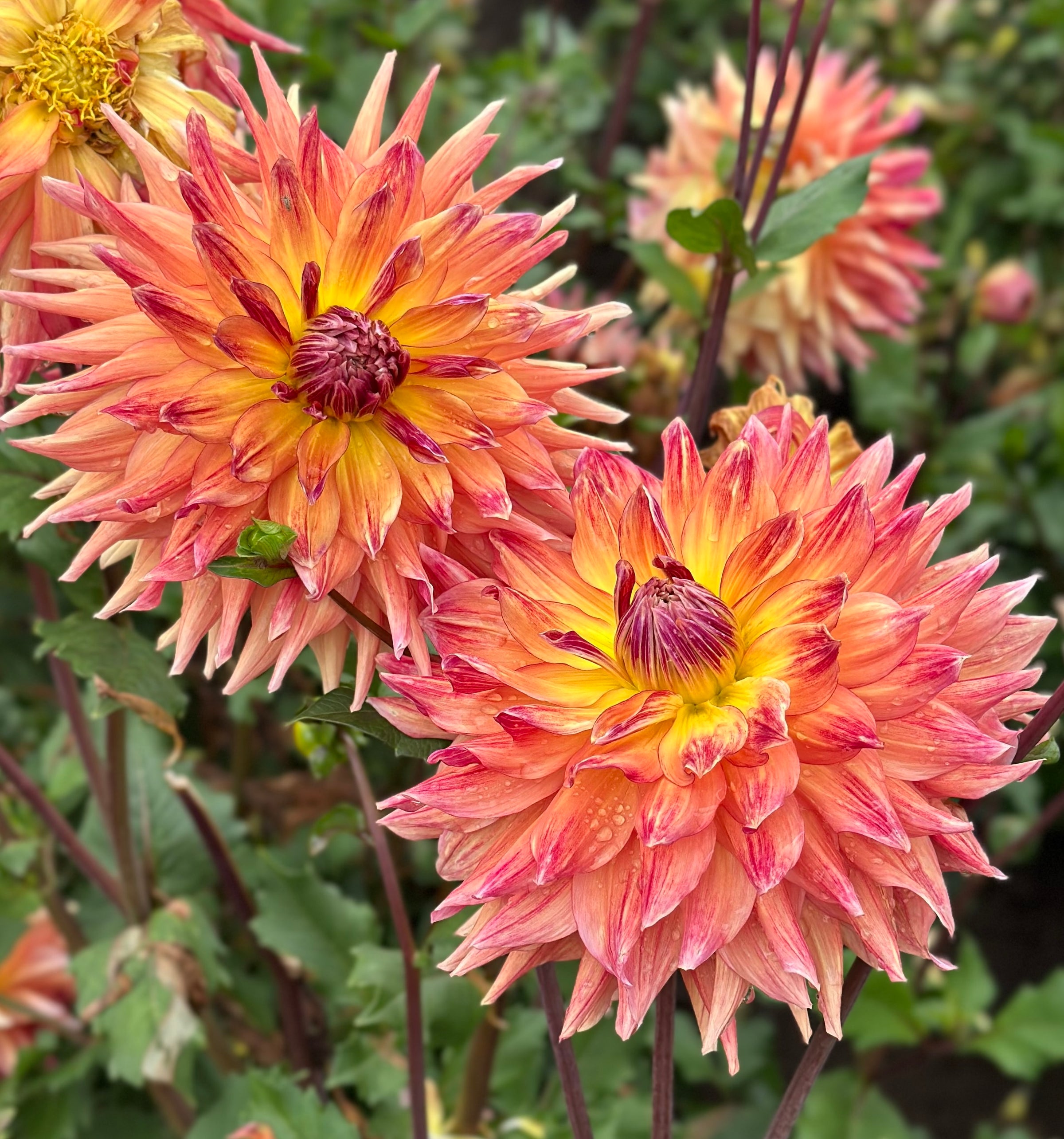 Canby Crazy | Honey Bee Dahlias