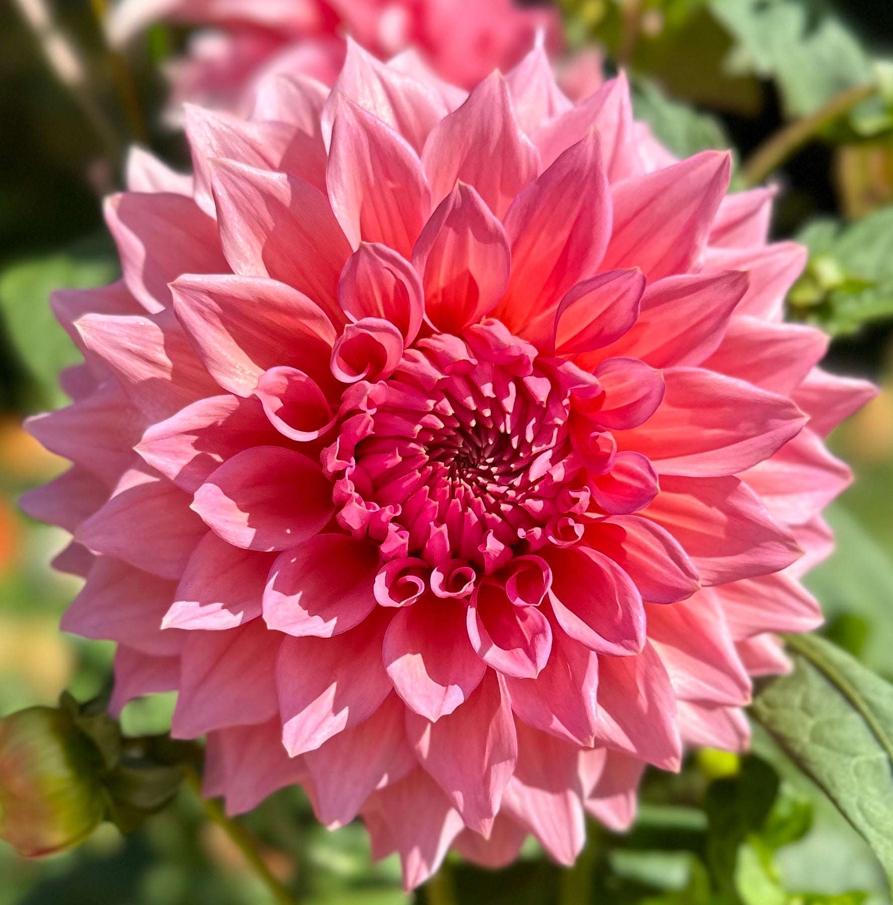 Wyn's Pink Pearl | Honey Bee Dahlias