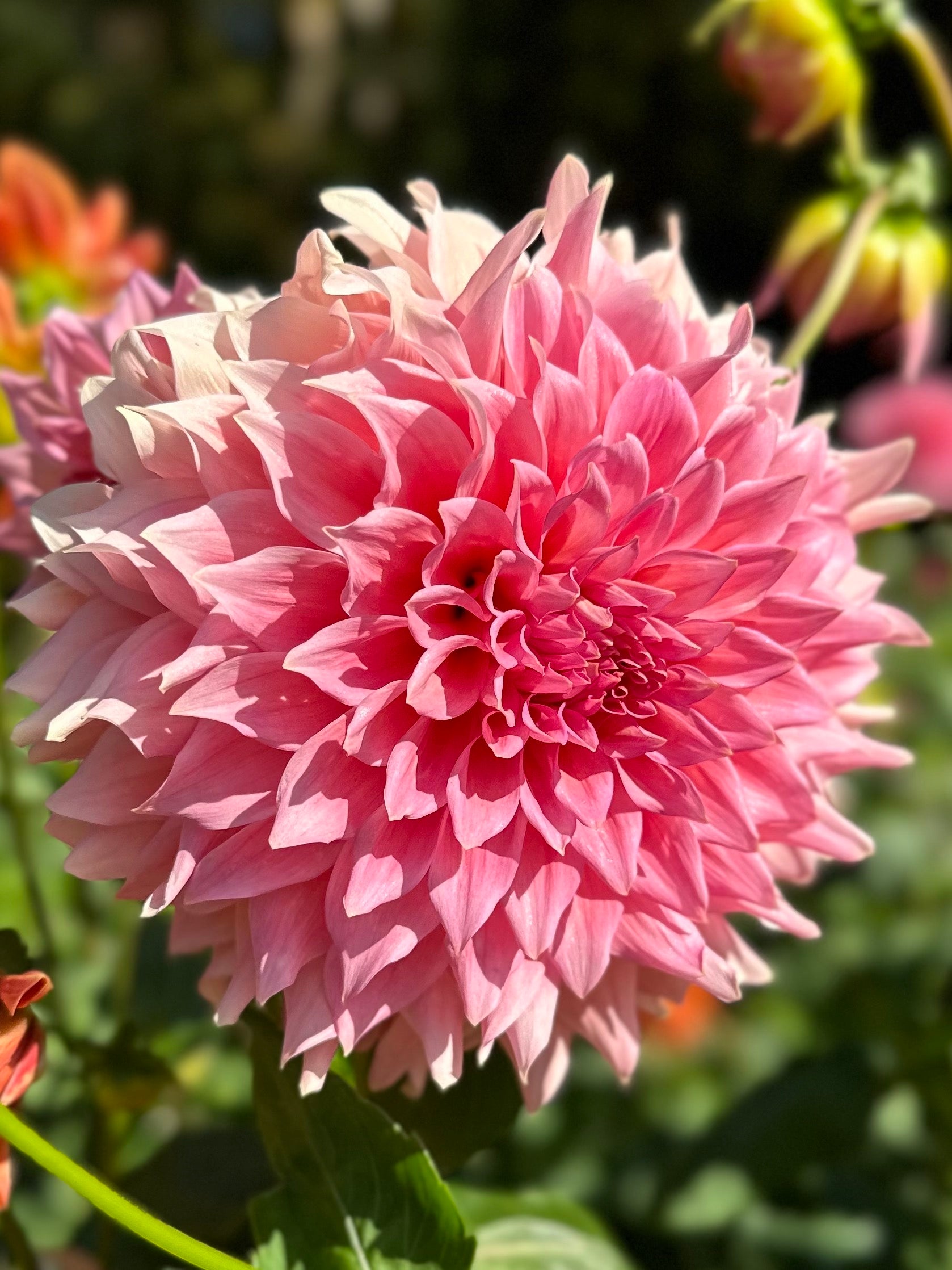 Wyn's Pink Pearl | Honey Bee Dahlias