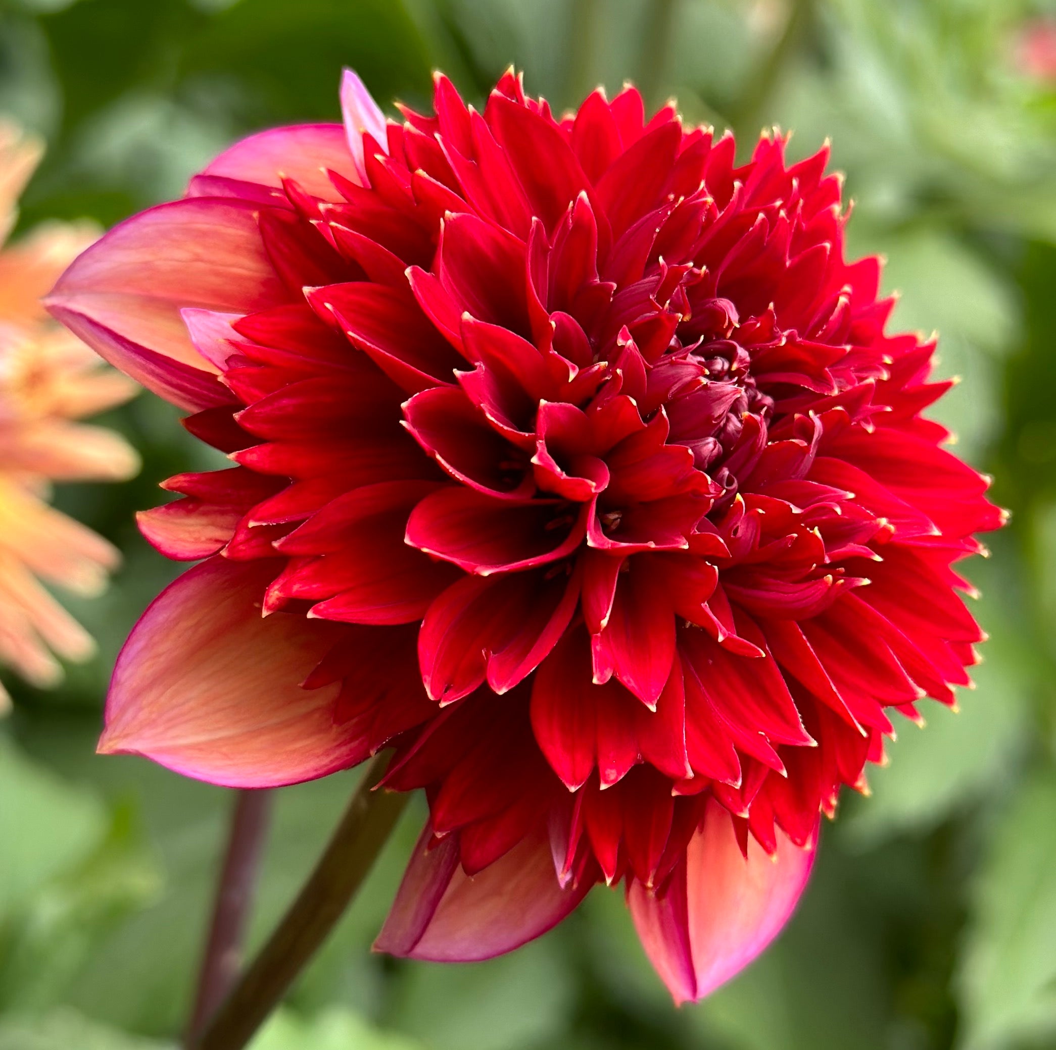 Gitty up honey bee dahlias
