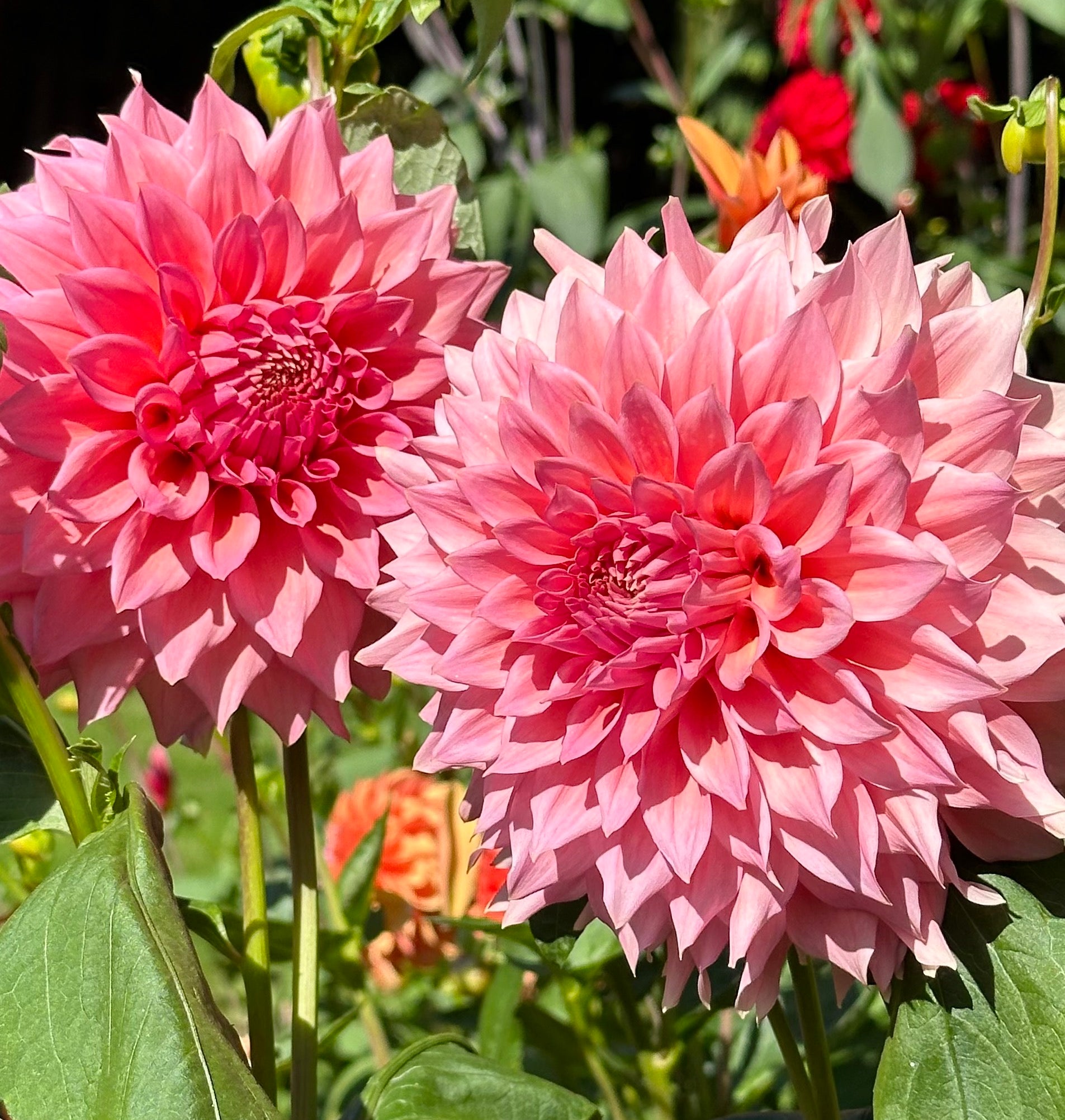 Wyn's Pink Pearl | Honey Bee Dahlias