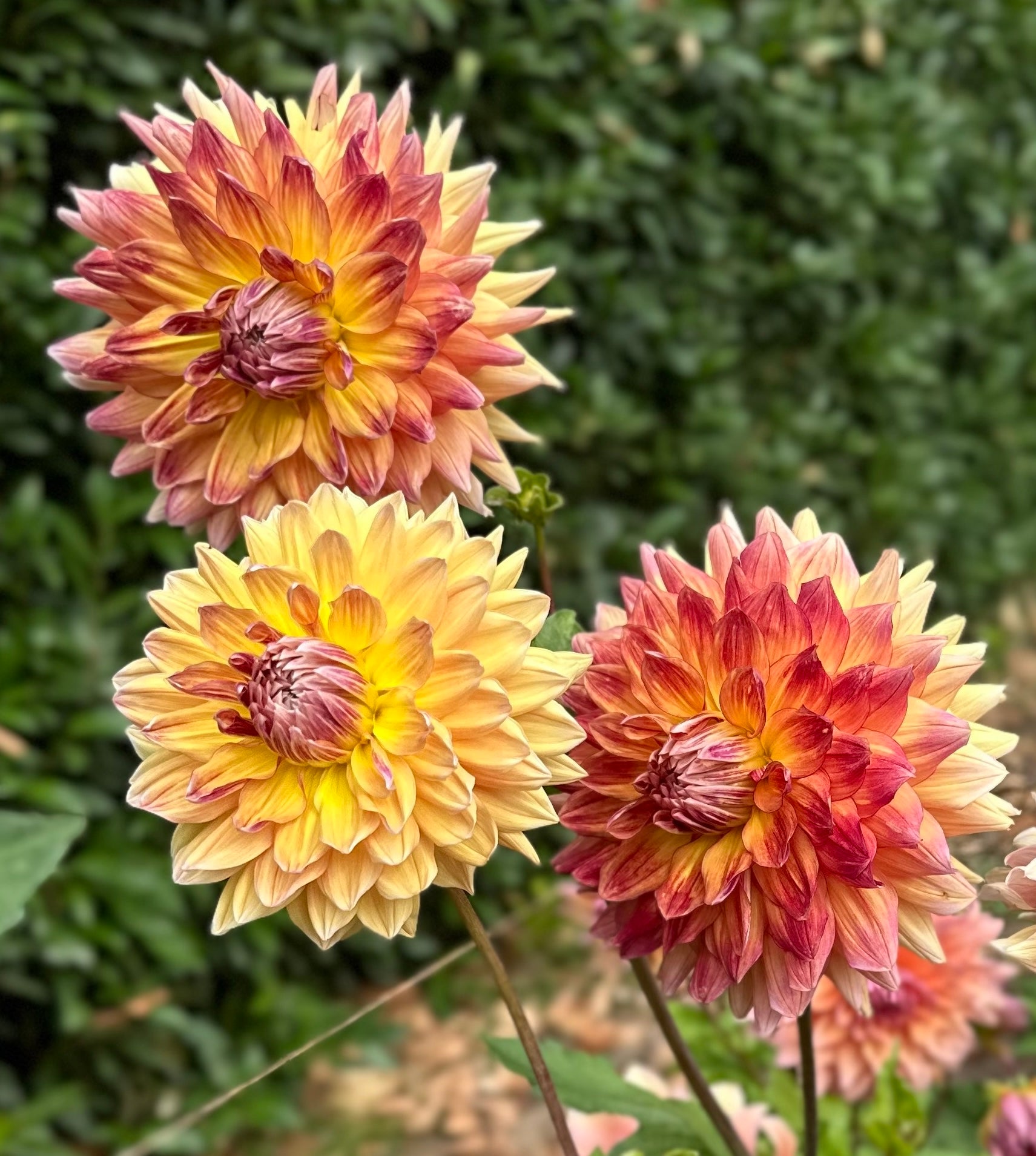 Canby Crazy | Honey Bee Dahlias