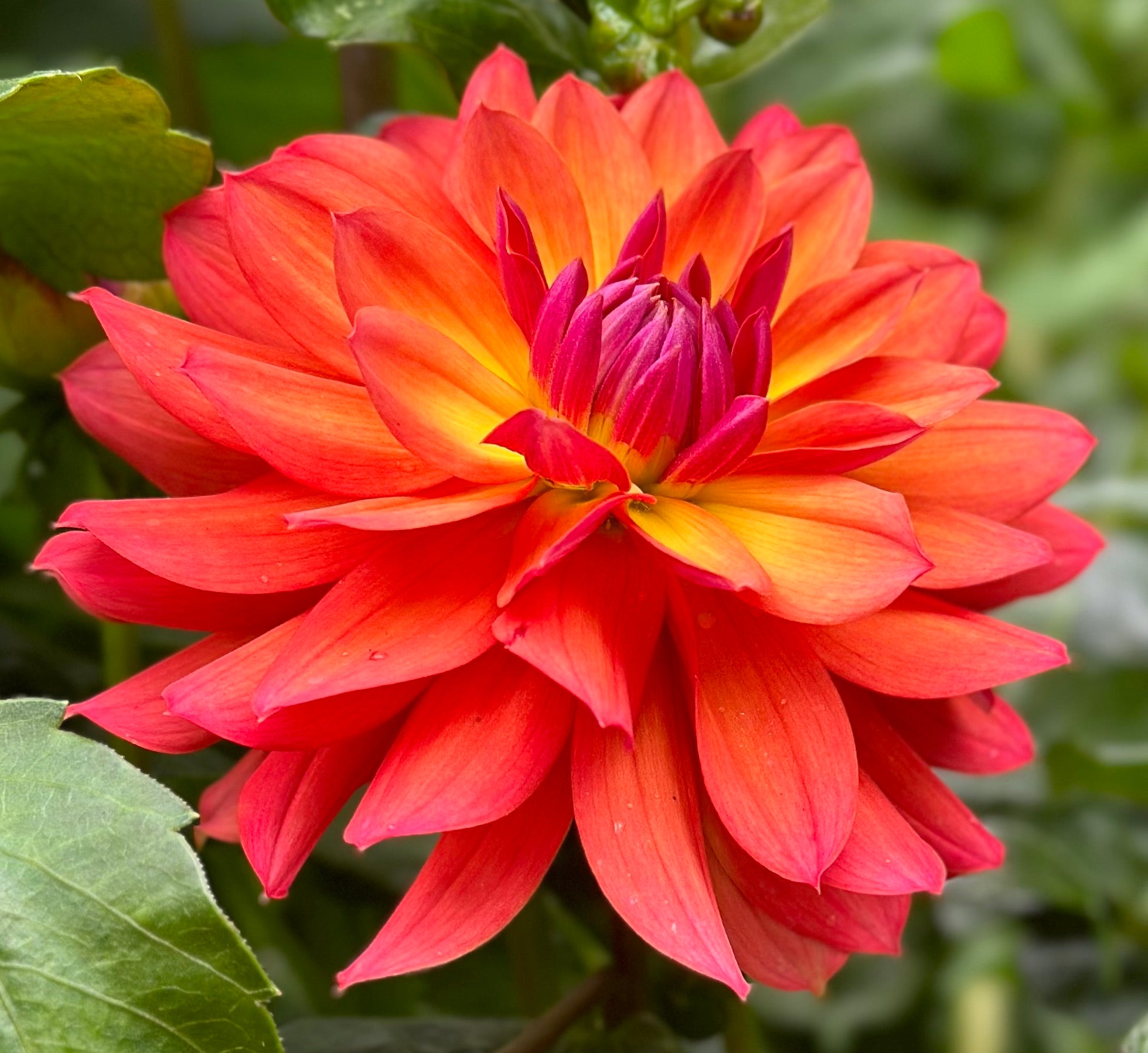 firepot-honey-bee-dahlias
