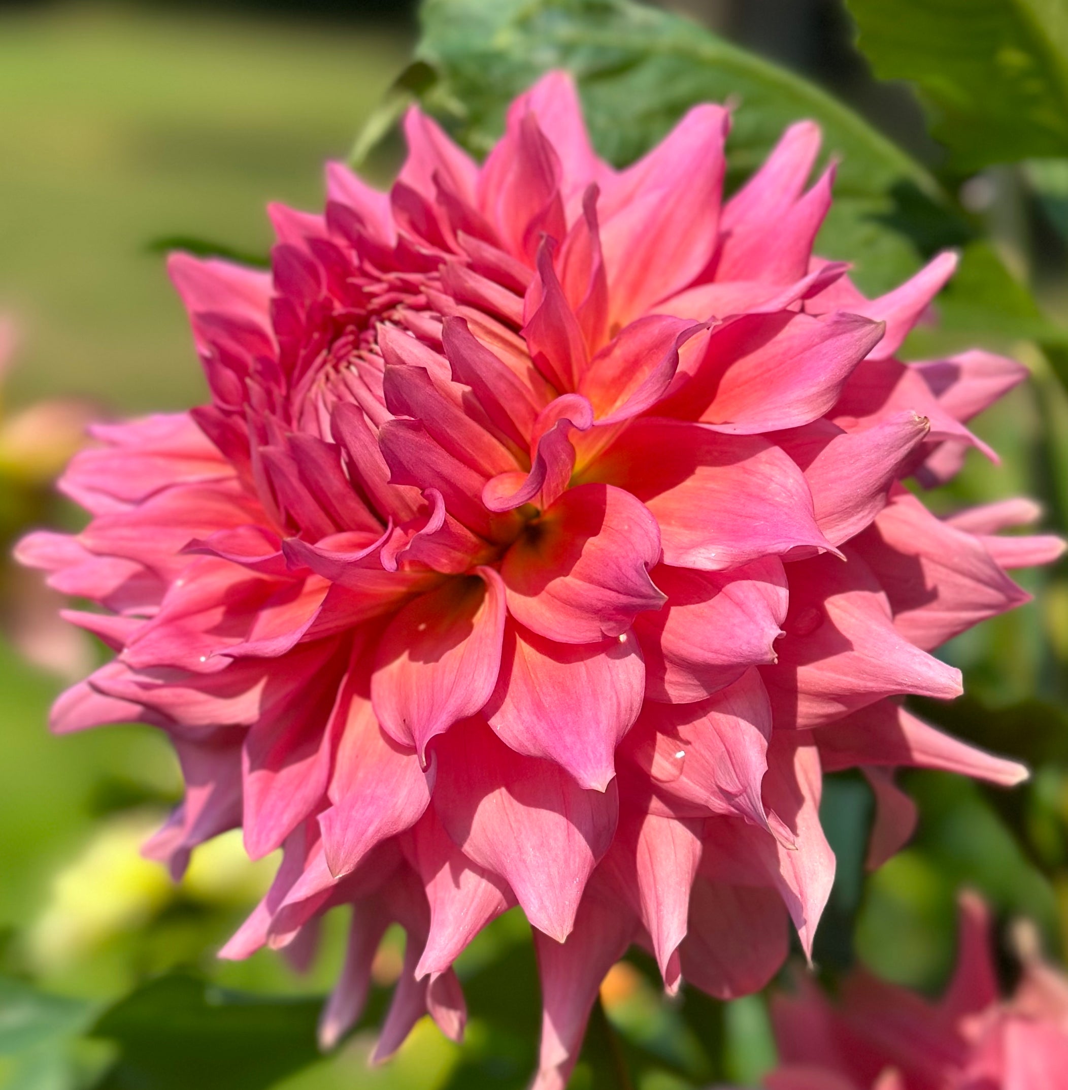 Wyn's Pink Pearl | Honey Bee Dahlias Wyn's Pink Pearl | Honey Bee Dahlias