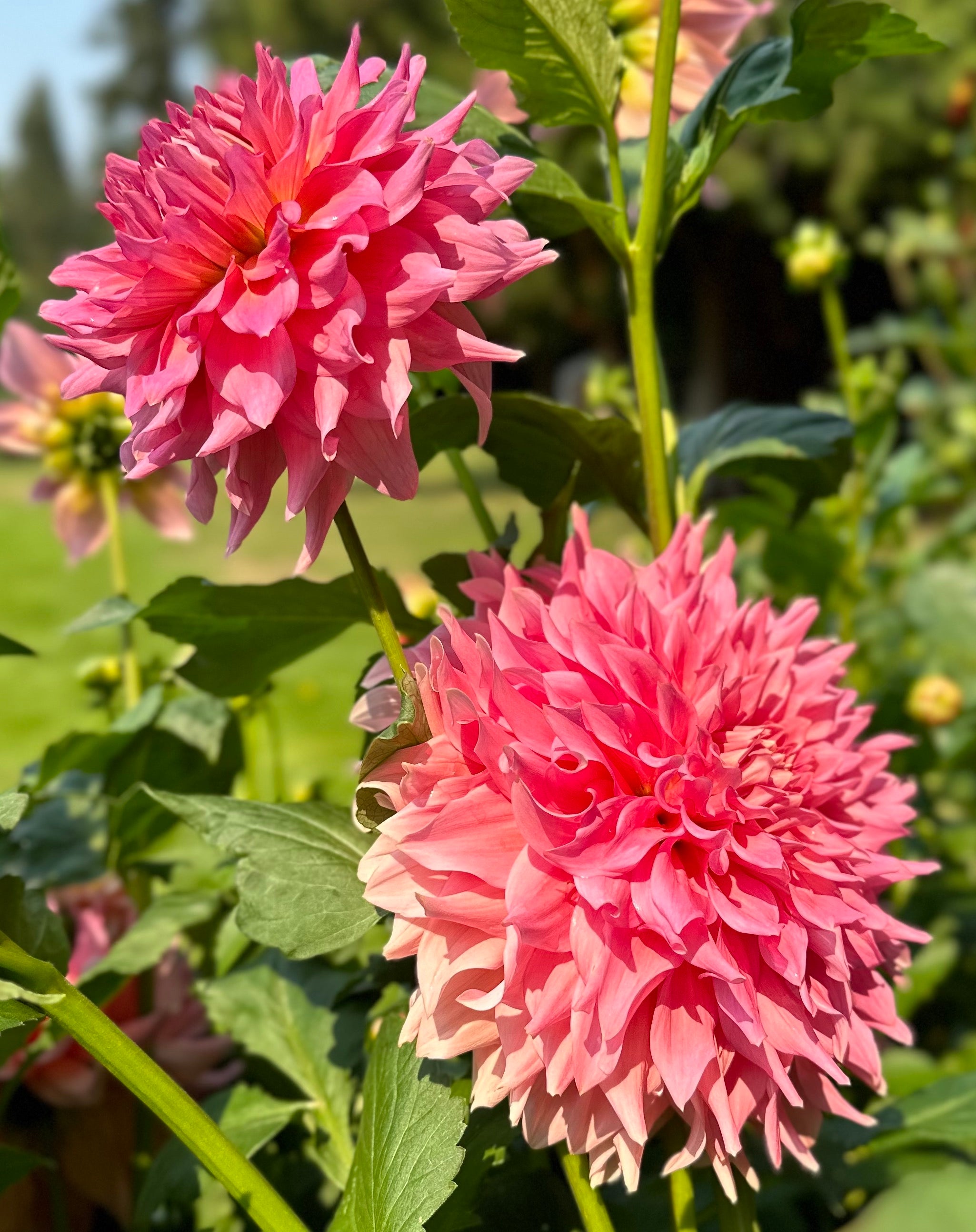 Wyn's Pink Pearl | Honey Bee Dahlias