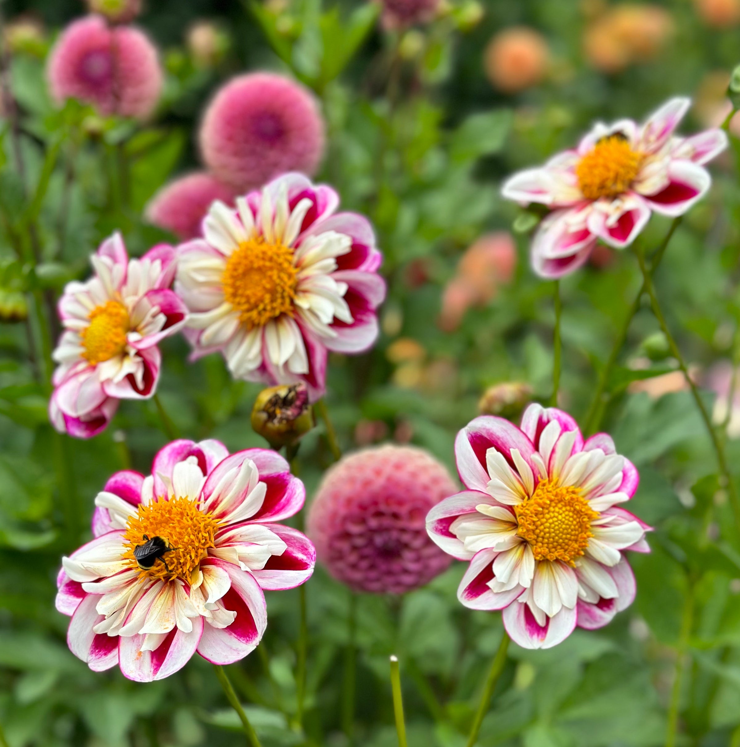 Bumble Rumble | Honey Bee Dahlias