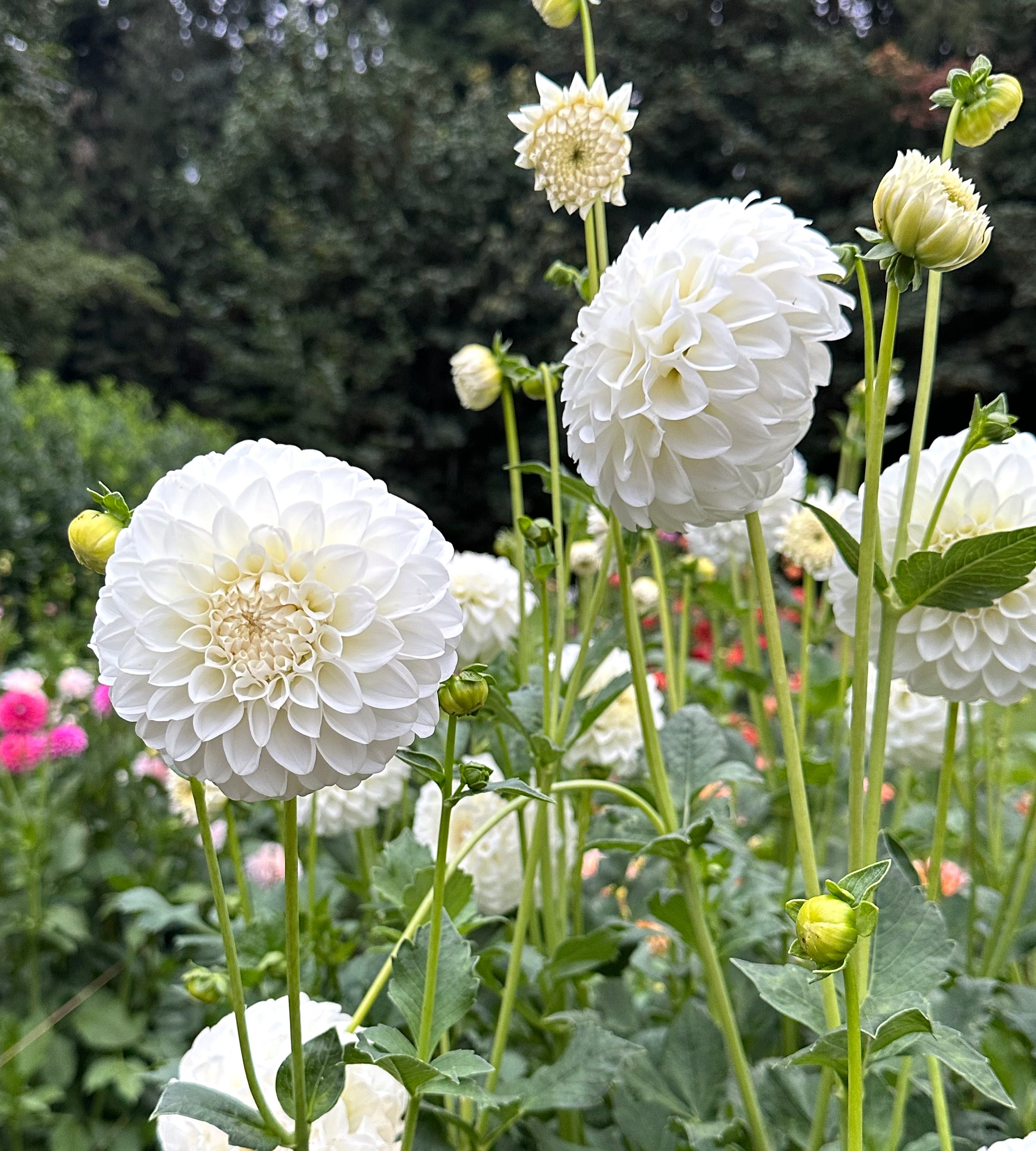 Formby Alpine | Honey Bee Dahlias