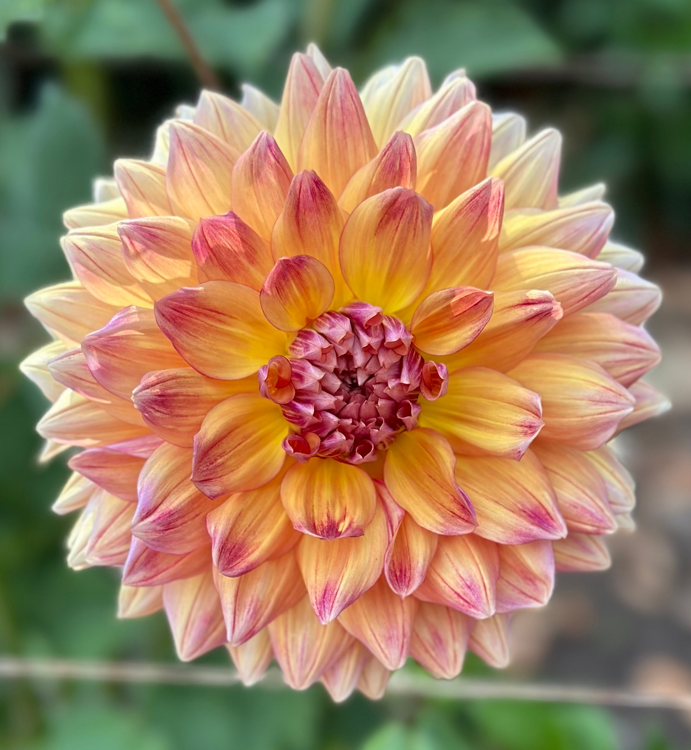 Canby Crazy | Honey Bee Dahlias