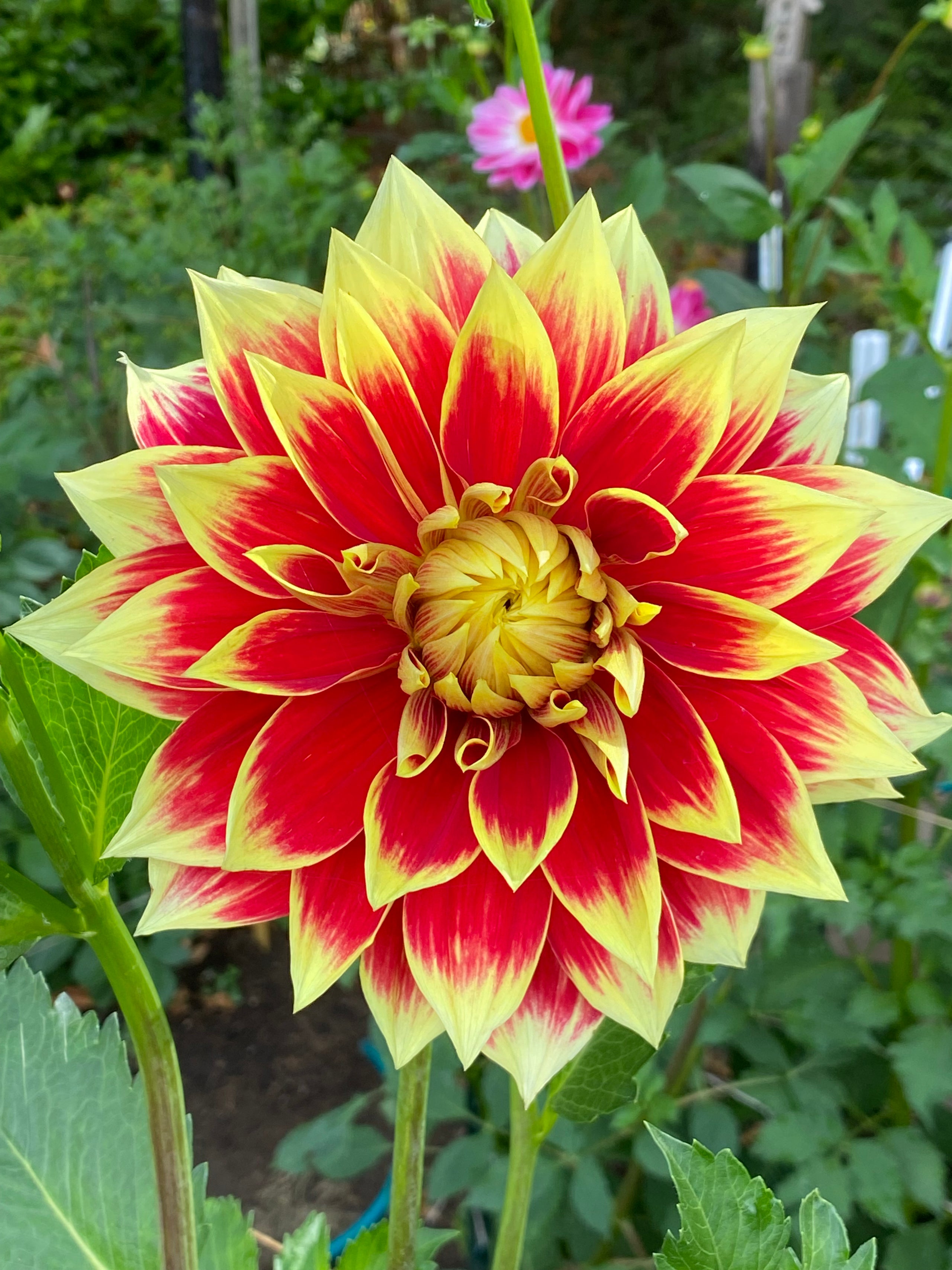 Ketchup and mustard honey bee dahlias