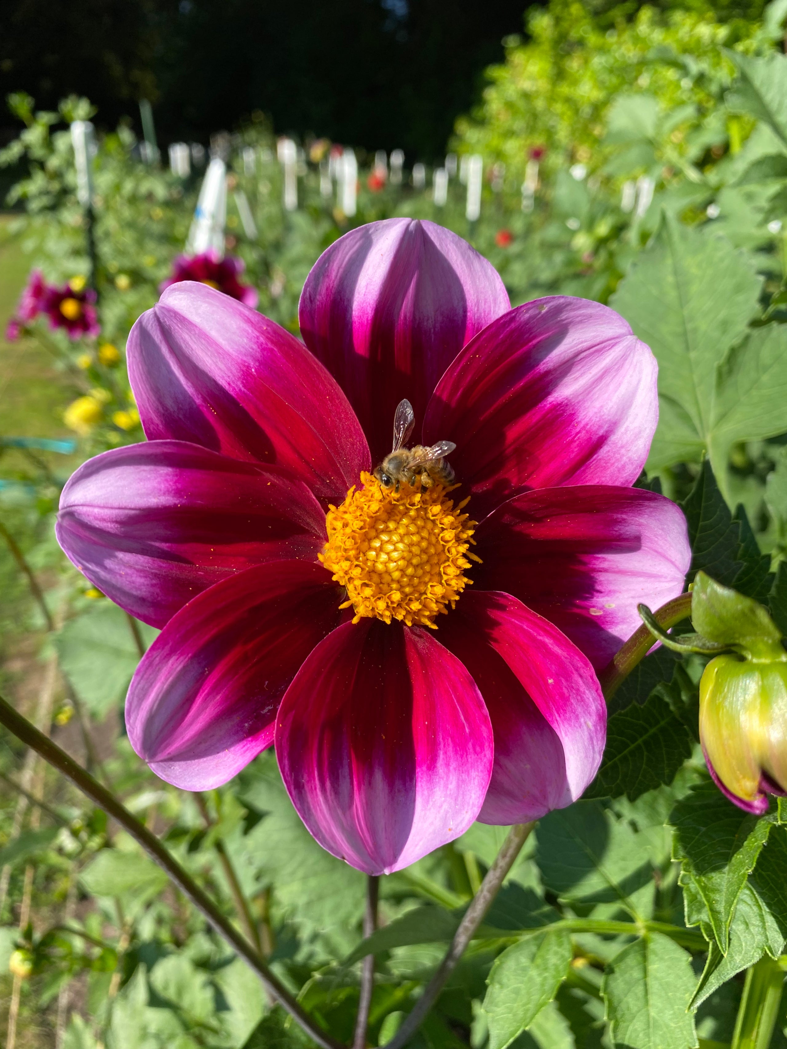 Bashful | Honey Bee Dahlias