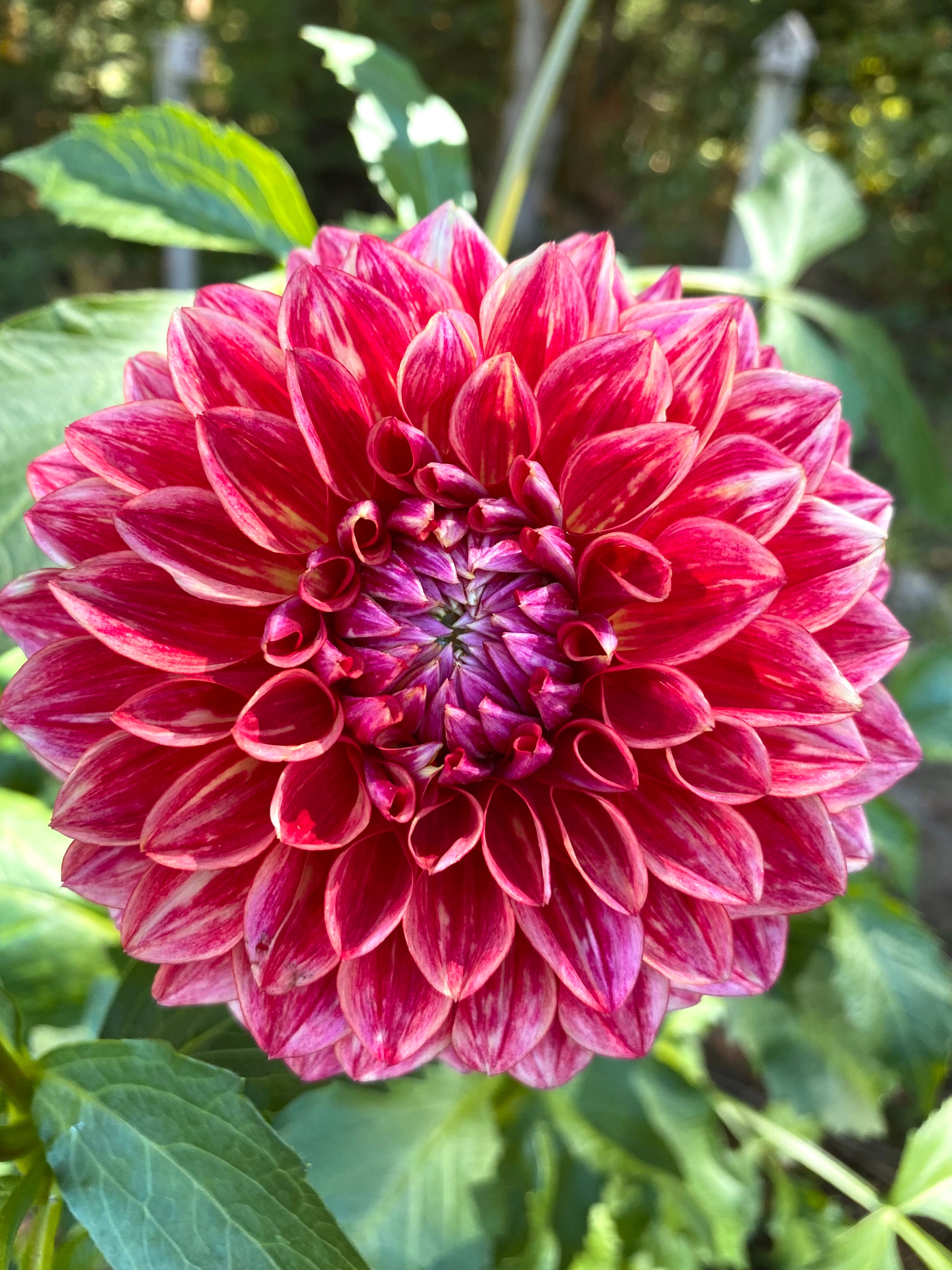 All That Jazz Honey Bee Dahlias