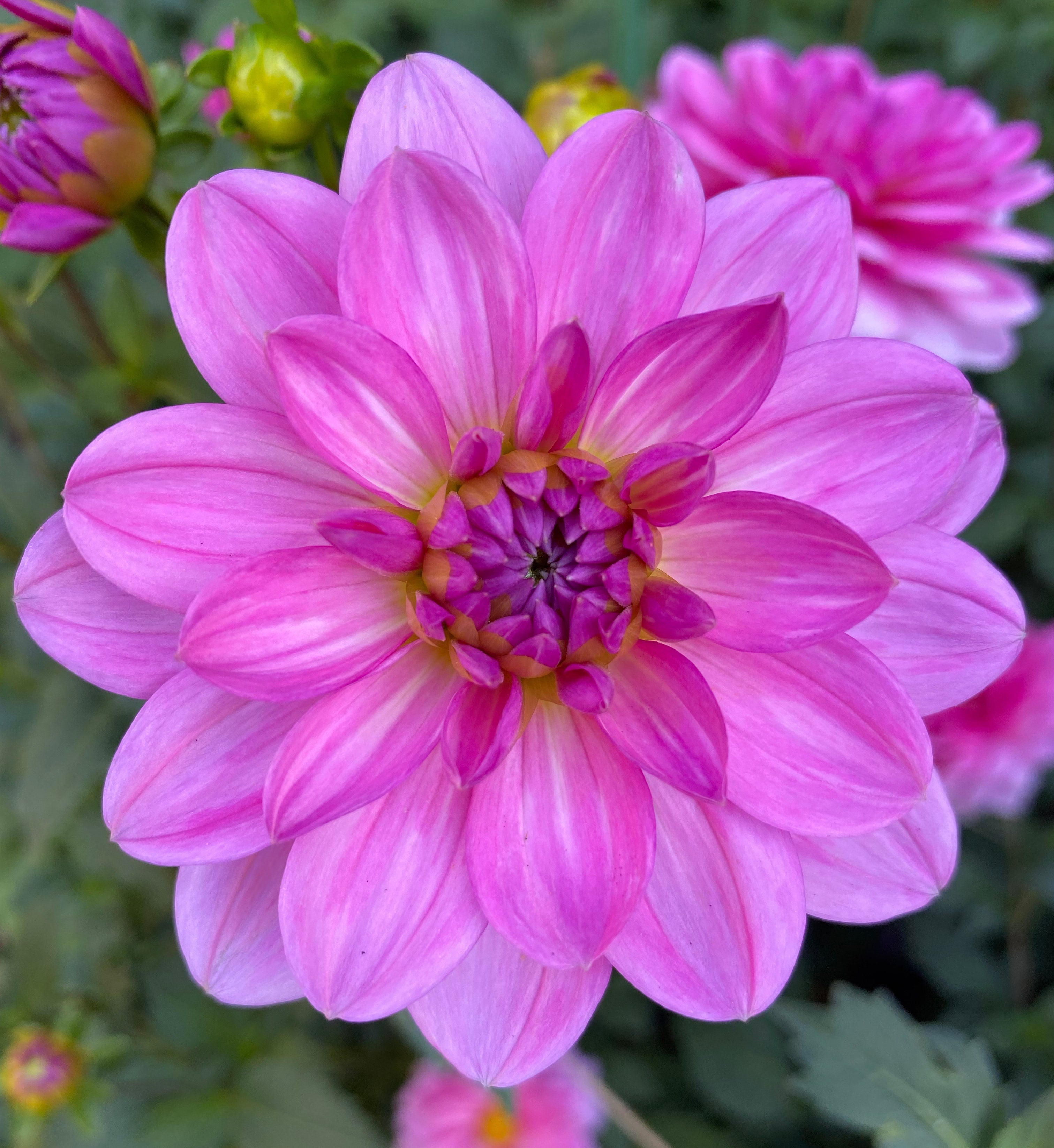 Rosella Honey Bee Dahlias Rosella Honey Bee Dahlias