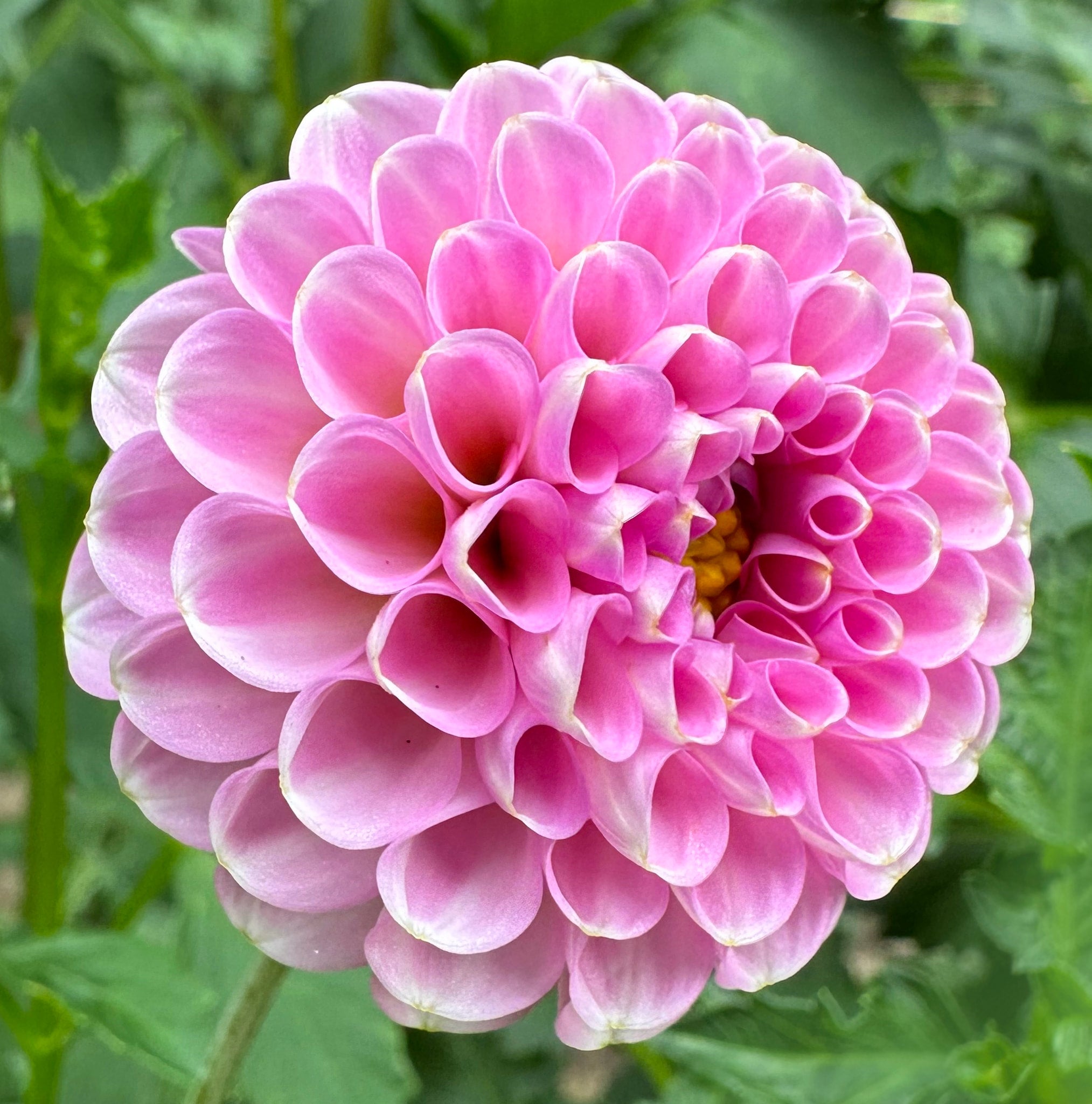 Betty Anne | Honey Bee Dahlias