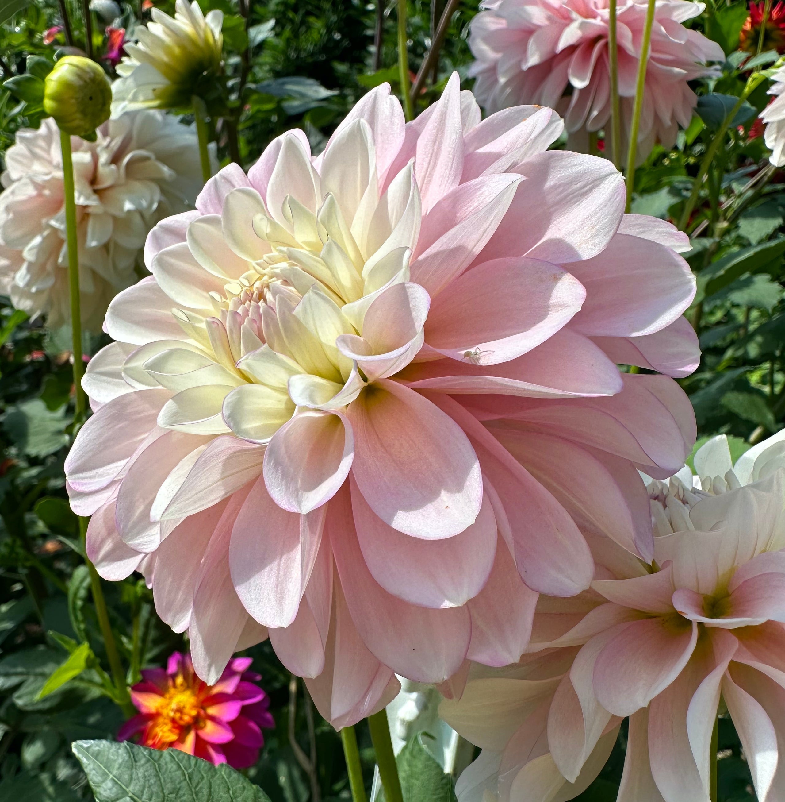 Daddy's Girl | Honey Bee Dahlias