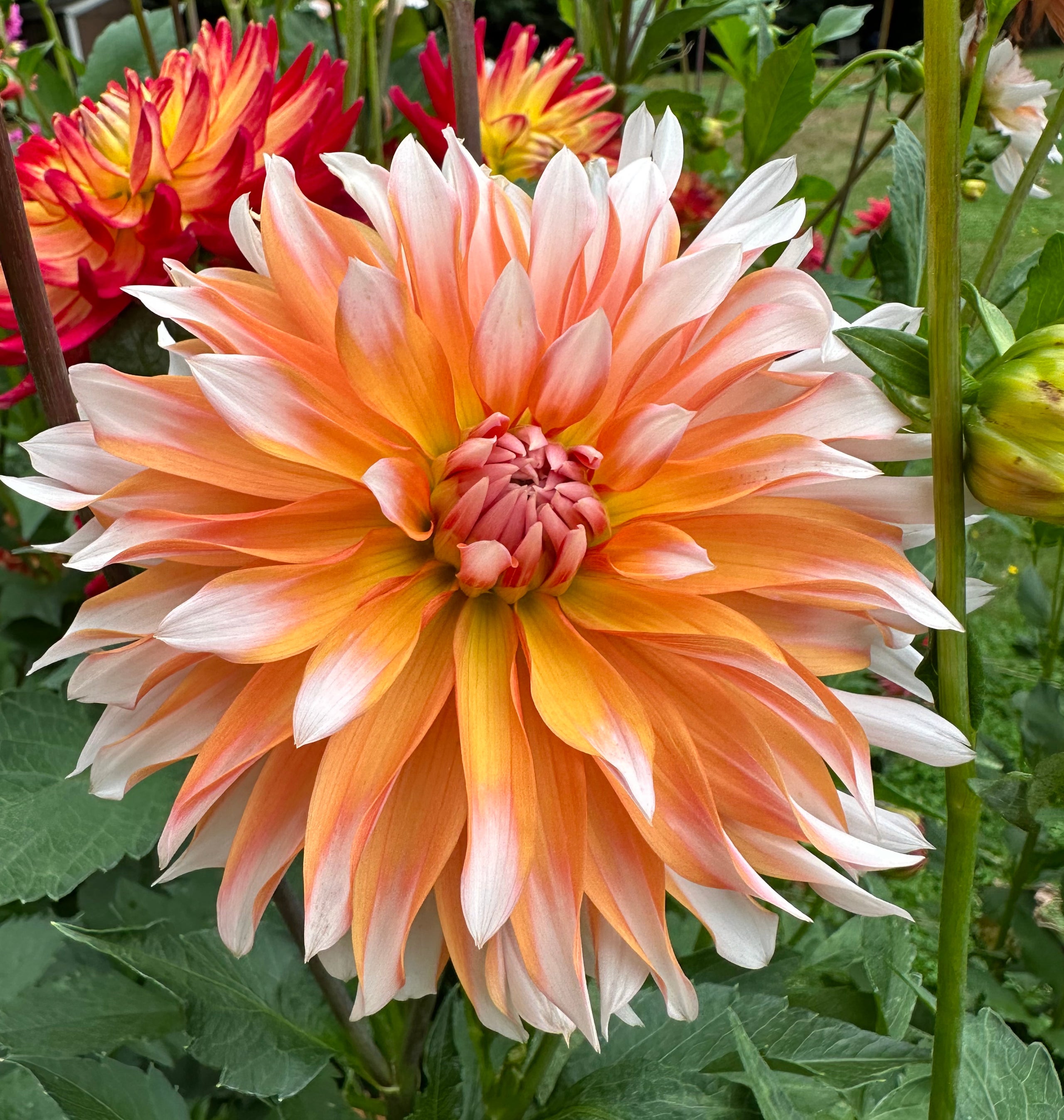 Orange N Snow Honey Bee Dahlias