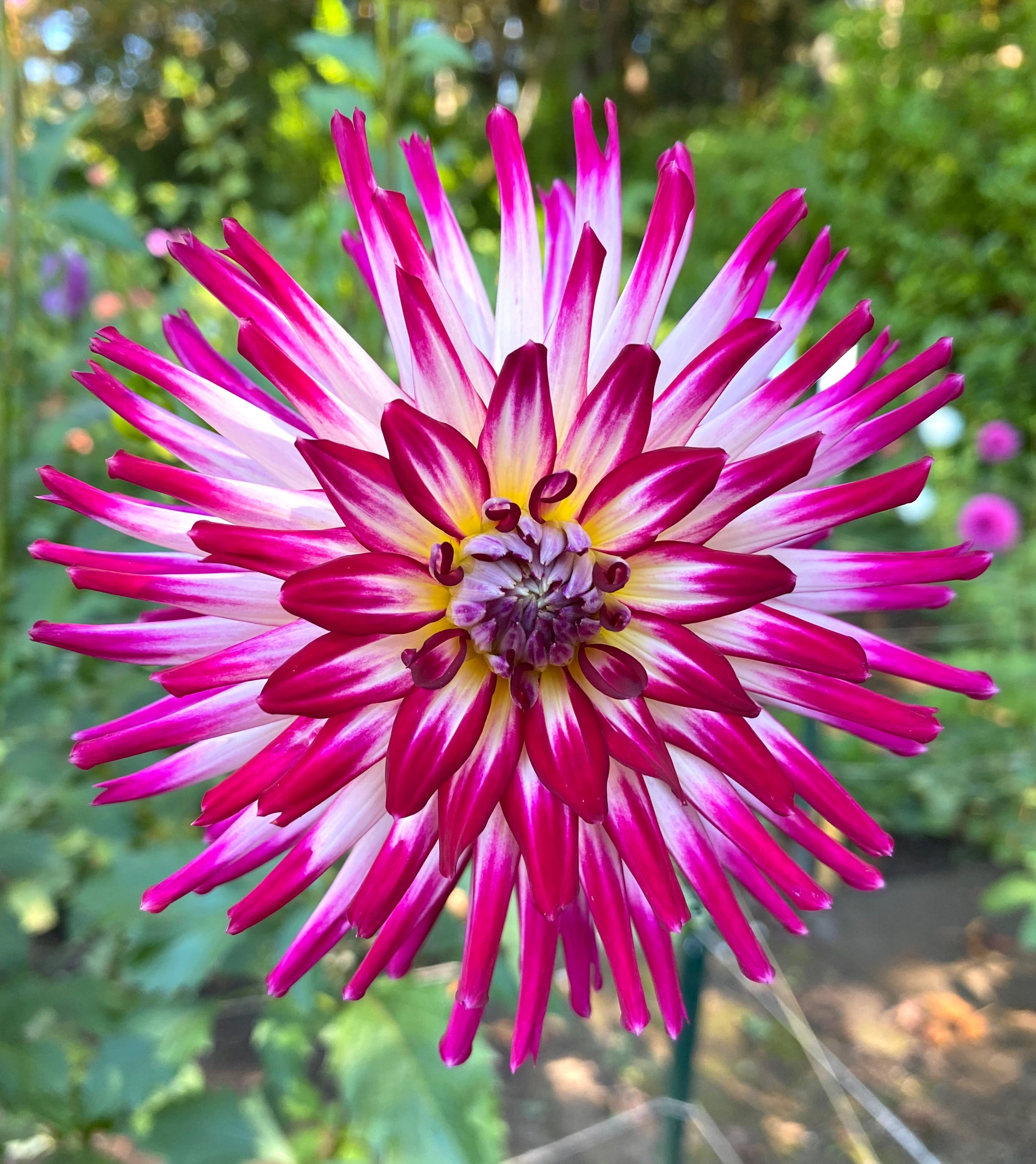 Hollyhill Starburst | Honey Bee Dahlias