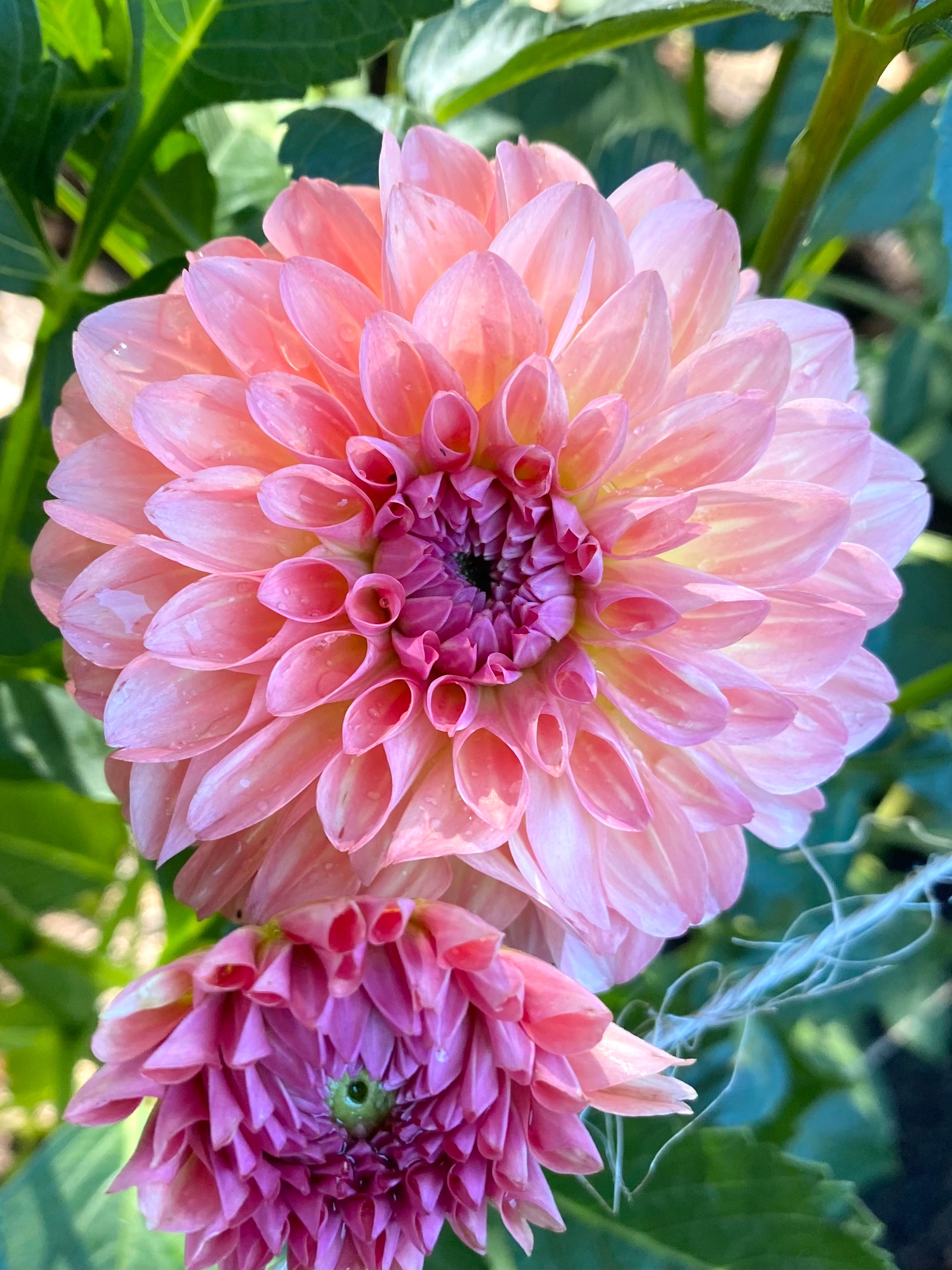 Sebastian honey bee dahlias