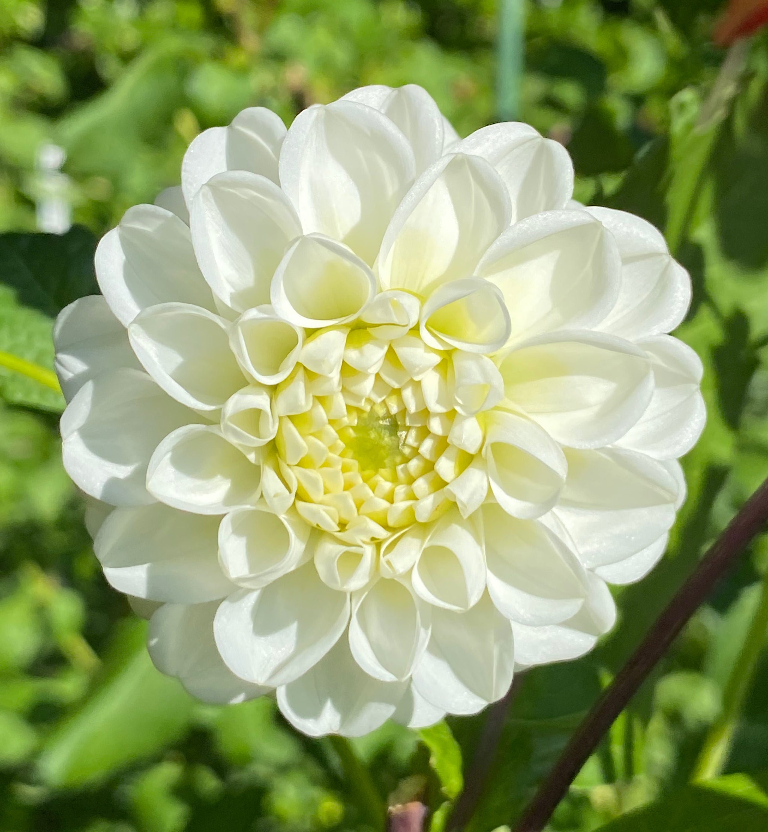 Orsett Beauty Honey Bee Dahlias