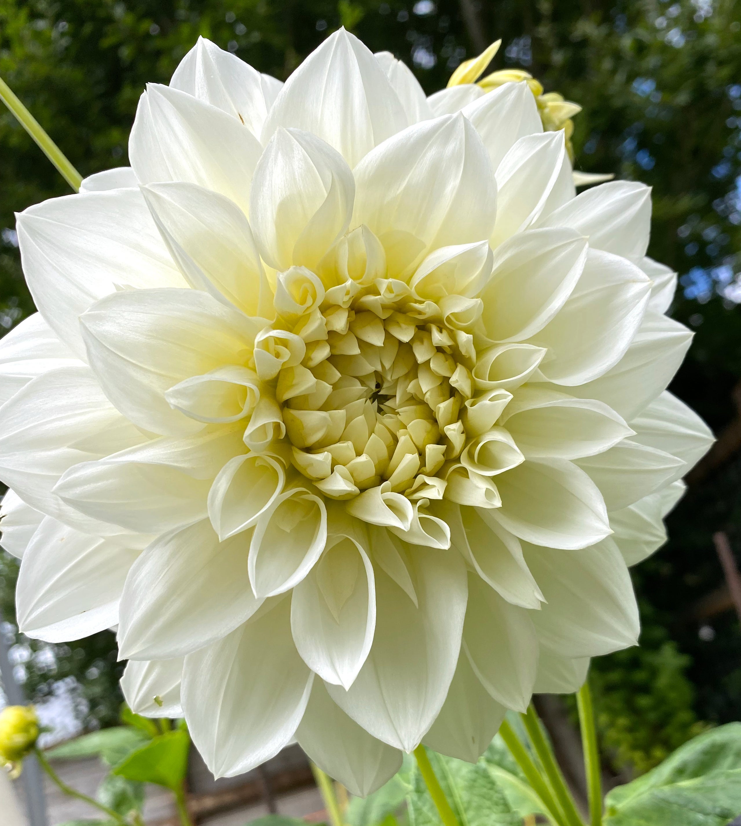 White Onesta | Honey Bee Dahlias